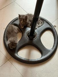 Gattini
