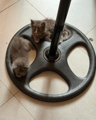 Gattini