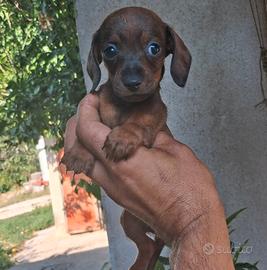 cuccioli di Bassotto kaninken maschio di tre mesi 