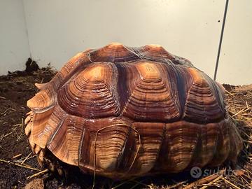 Tartaruga Sulcata