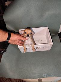 Chihuahua Toy mini