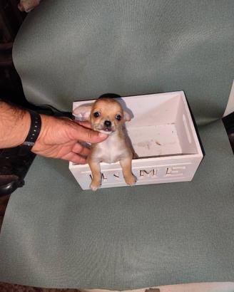 Chihuahua Toy mini