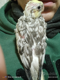 Calopsite allevata a mano