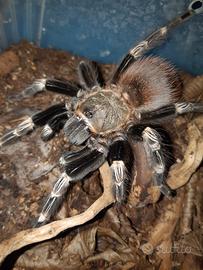 Migale Vitalius chromatus
