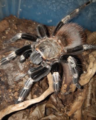 Migale Vitalius chromatus