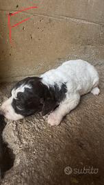 Lagotto romagnolo