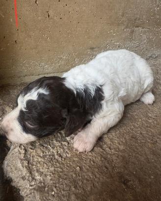 Lagotto romagnolo