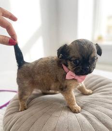 Chihuaua stupendi mini toy