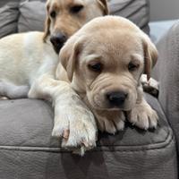 Cuccioli di Labrador ( americano ) color miele/ner