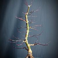 Acero palmato Deshojo (Acer palmatum)