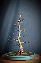 Acero palmato Deshojo (Acer palmatum)