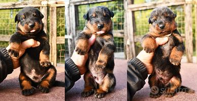 Cuccioli Pastore di Beauce, Beauceron