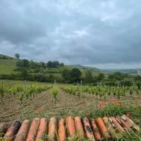 RGE 359/2022 Trib Pavia - LOTTO 5