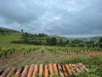 RGE 359/2022 Trib Pavia - LOTTO 5