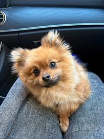 Spritz di pomerania