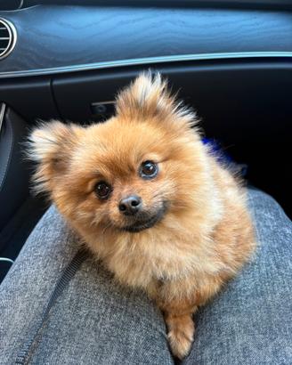 Spritz di pomerania