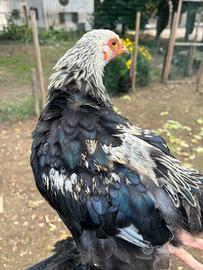 Gallo brahma brama Brahama
