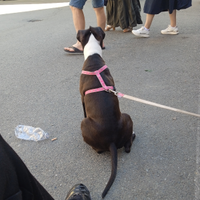 Amstaff