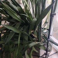 piante sanseveria