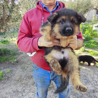 Cuccioli di pastore tedesco