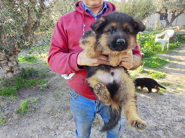 Cuccioli di pastore tedesco