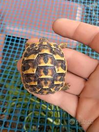 Tartarughe