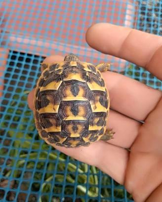 Tartarughe