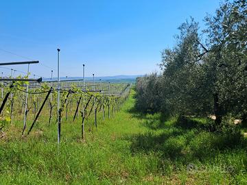 Terreno agricolo 2 ha . Vigneto + oliveto
