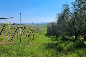 Terreno agricolo 2 ha . Vigneto + oliveto