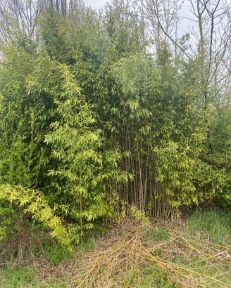 Canne di bambu