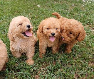 Cuccioli di barboncino nano