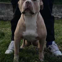 American Bully