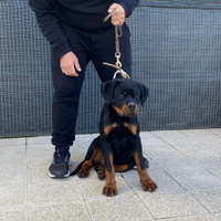 Cucciola Rottweiler top pedigree