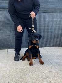 Cucciola Rottweiler top pedigree