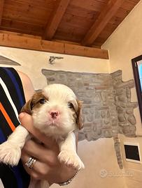 Cuccioli con pedigree Enci