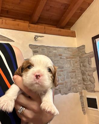 Cuccioli con pedigree Enci