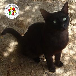 BILLY il gatto cozza