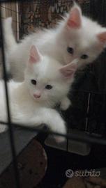 Maine coon
