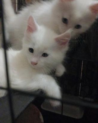 Maine coon