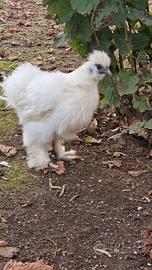 Gallo Moroseta 