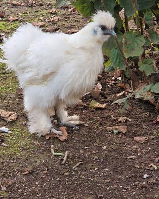 Gallo Moroseta 