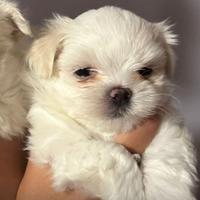 Cucciolo maltese