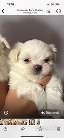 Cucciolo maltese