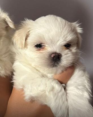 Cucciolo maltese