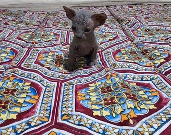 Sphynx