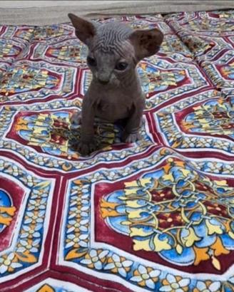 Sphynx