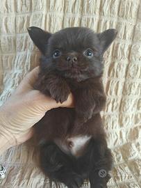 Chihuahua