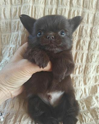 Chihuahua