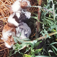 Cavie piccole pelo lungo