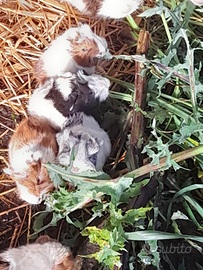 Cavie piccole pelo lungo